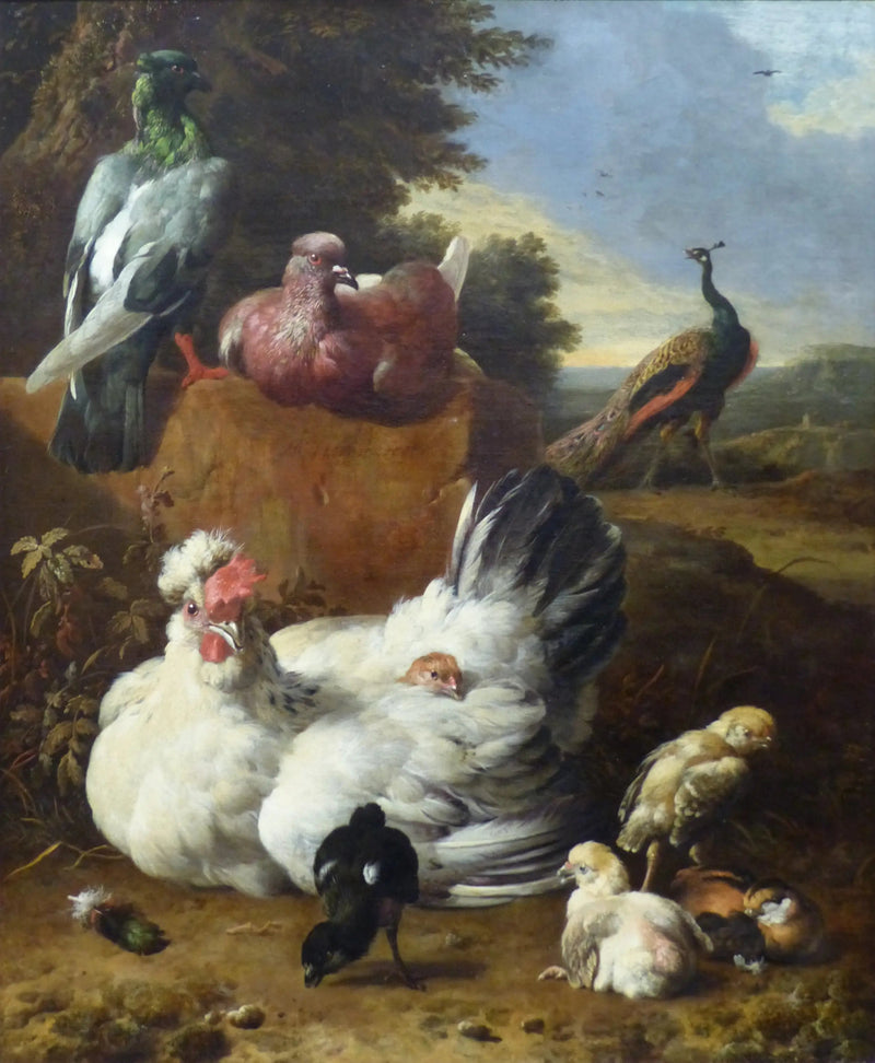 La gallina bianca - Melchior de Hondecoeter