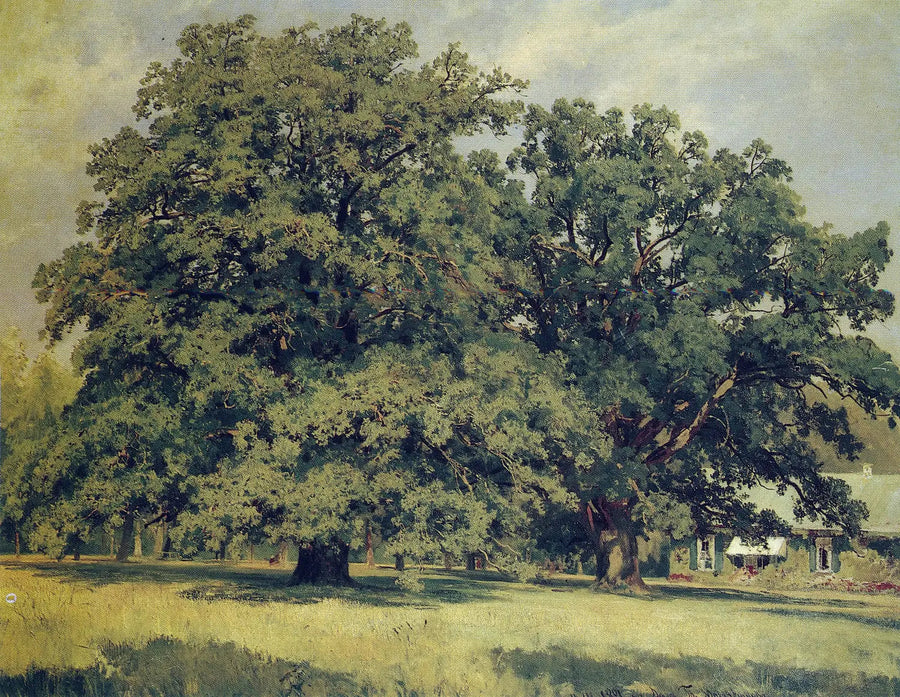 Il quercia di Mordvinovo - Ivan Chichkine