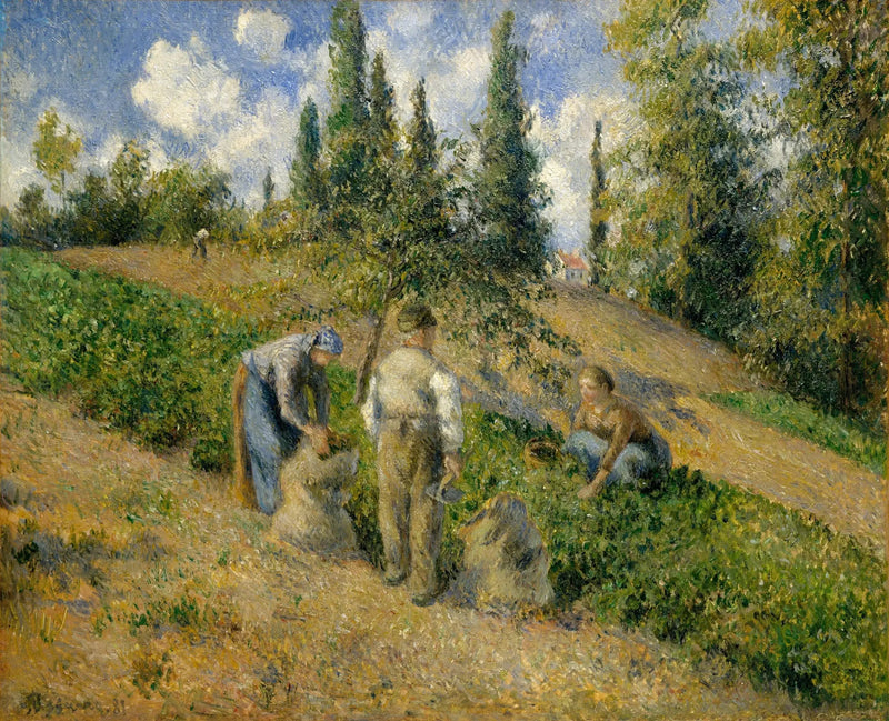 La Raccolta, Pontoise - Camille Pissarro