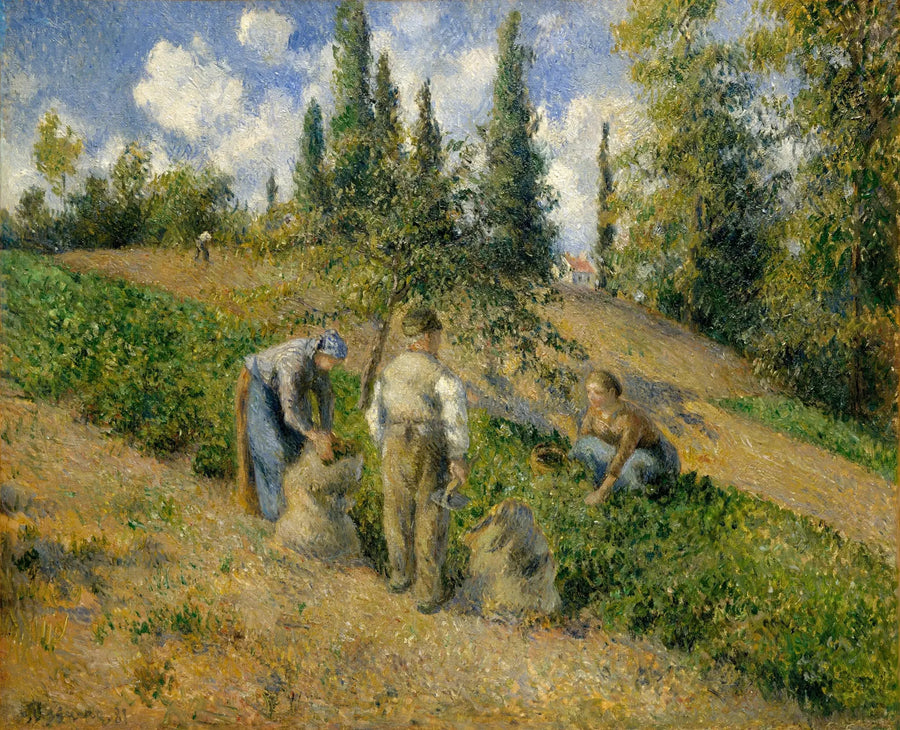 La Raccolta, Pontoise - Camille Pissarro