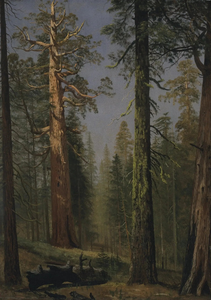 Il sequoia gigante Grizzly, Mariposa Grove, California - Albert Bierstadt