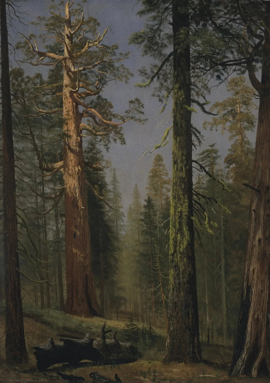 Il sequoia gigante Grizzly, Mariposa Grove, California - Albert Bierstadt