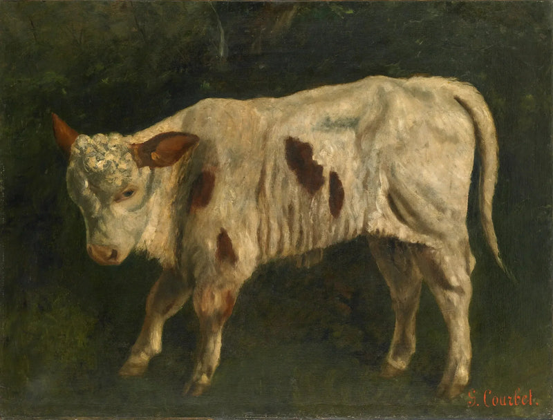 Il vitello bianco - Gustave Courbet