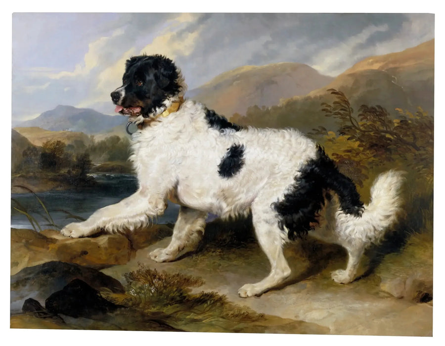 Leone', un cane di Terre-Neuve - Edwin Henry Landseer