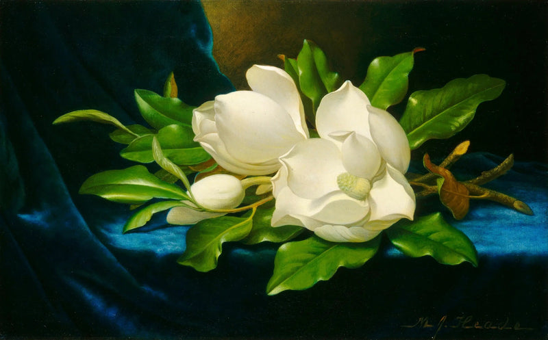 Magnolie giganti su velluto blu - Martin Johnson Heade
