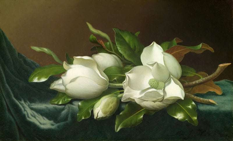 Magnolie su tessuto di velluto azzurro chiaro - Martin Johnson Heade