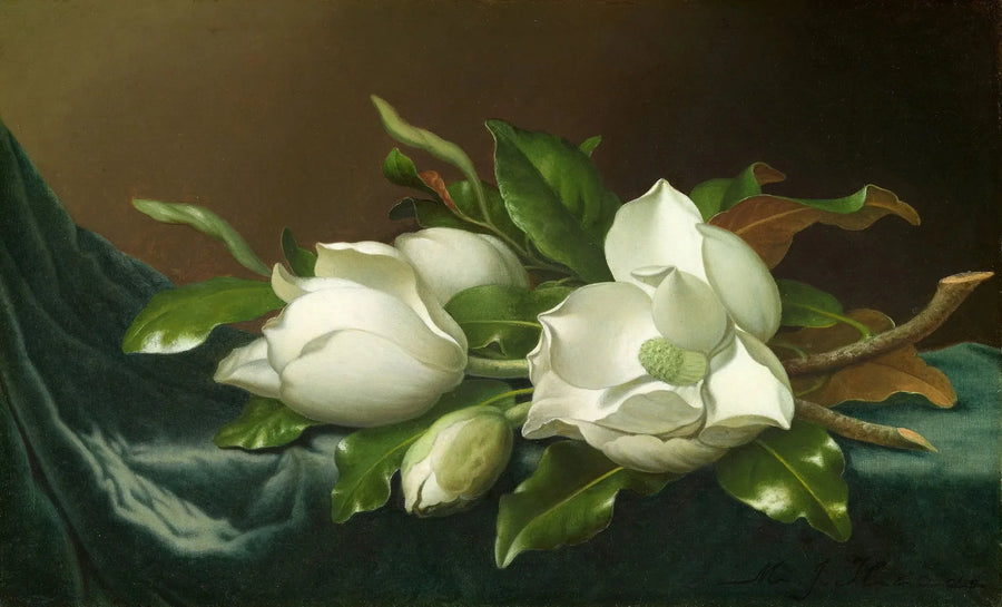 Magnolie su tessuto di velluto azzurro chiaro - Martin Johnson Heade