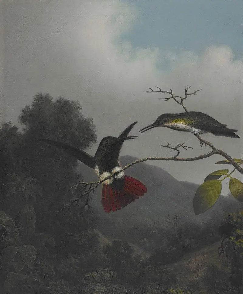 Mango a gola nera - Martin Johnson Heade