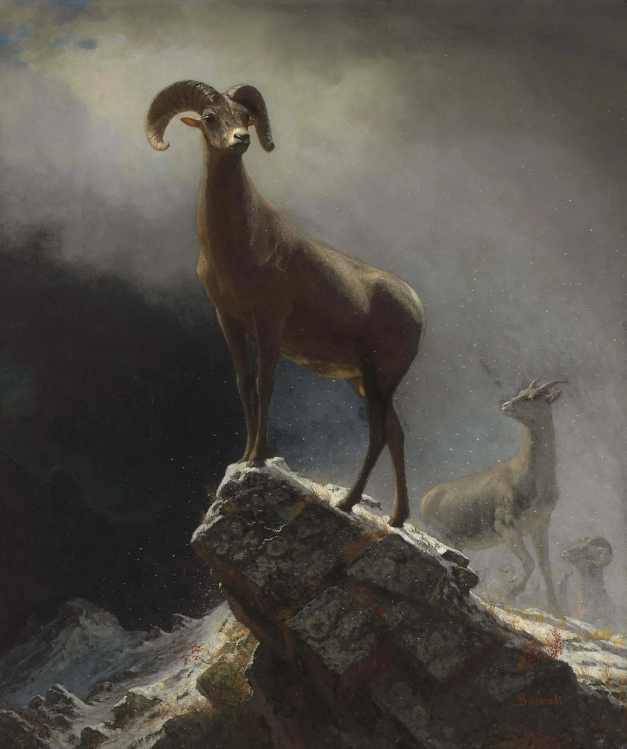 Montone delle Montagne Rocciose - Albert Bierstadt