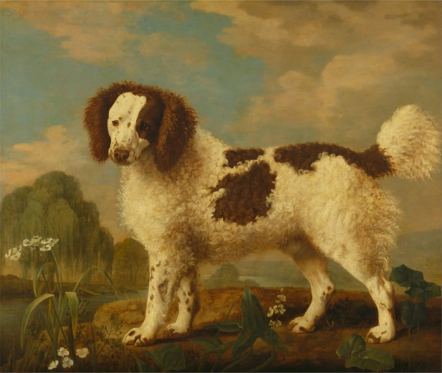 Norfolk o Water Spaniel marrone e bianco - George Stubbs