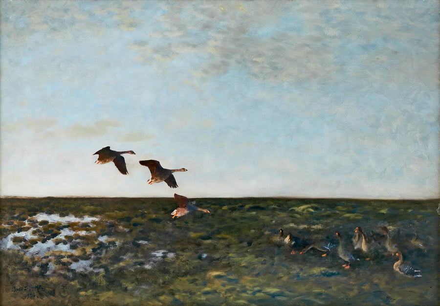 Oche dei fagioli - Bruno Liljefors