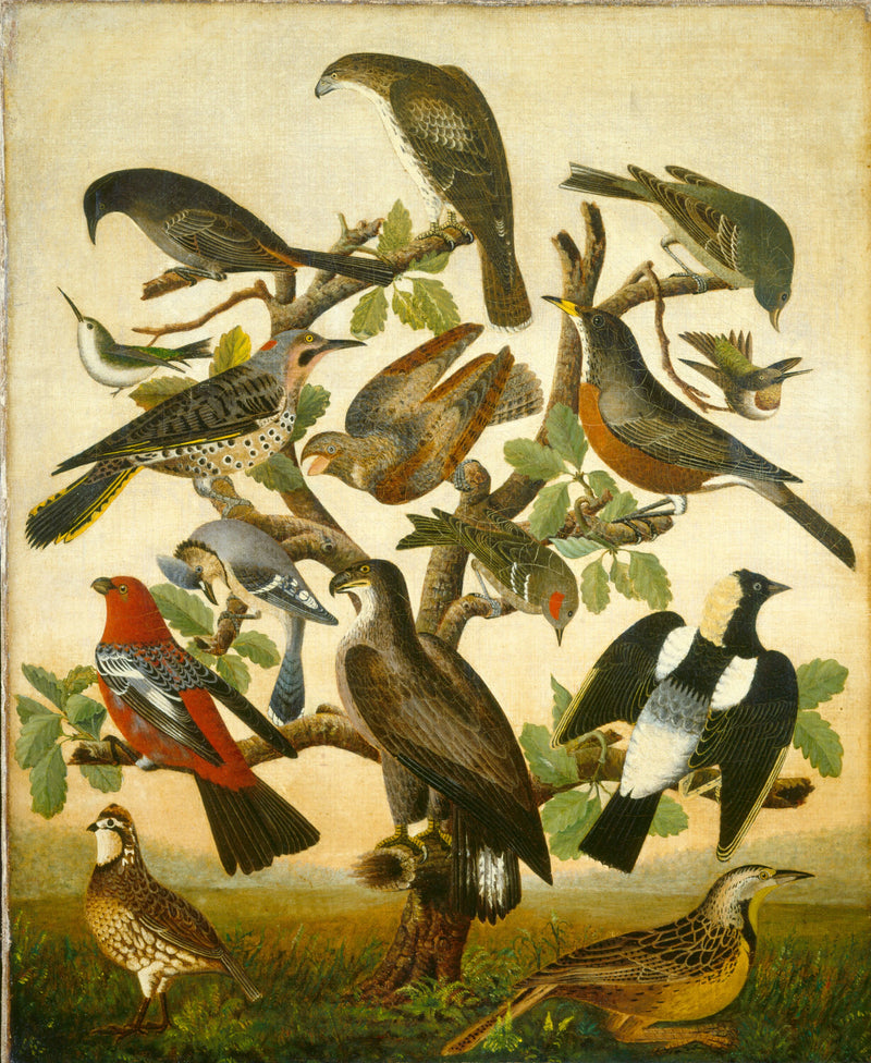 Oiseaux - American 19th Century