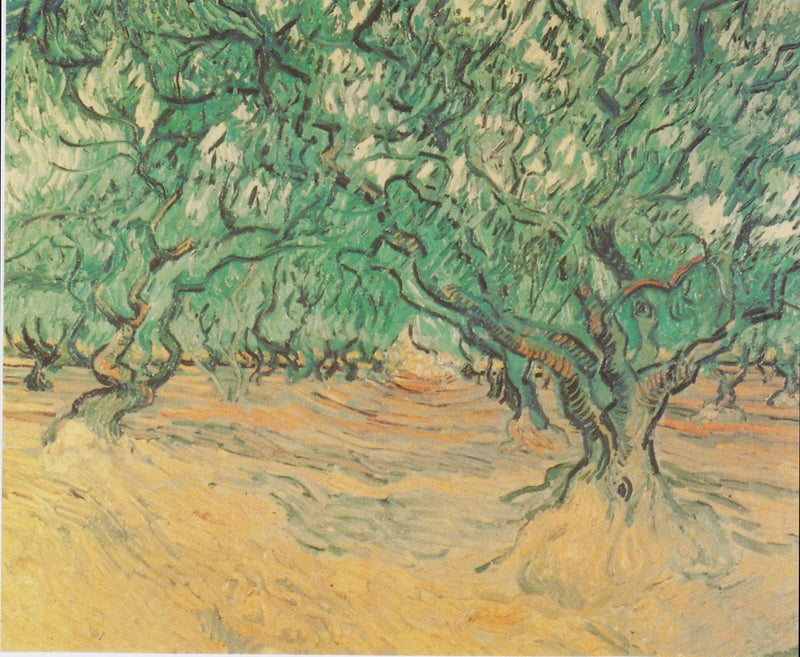Olivi - Vincent van Gogh