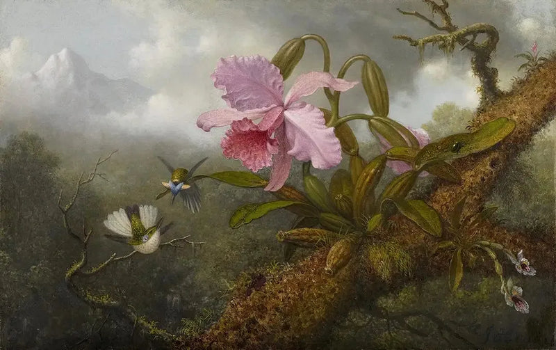 Orchidea Cattleya, due colibrì e un scarabeo - Martin Johnson Heade