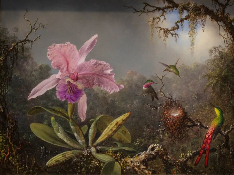 Orchidea Cattleya e tre colibrì - Martin Johnson Heade