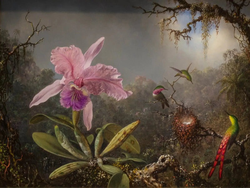 Orchidea Cattleya e tre colibrì - Martin Johnson Heade