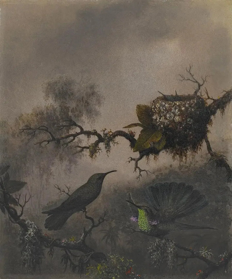 Orecchio viola con ventre bianco - Martin Johnson Heade