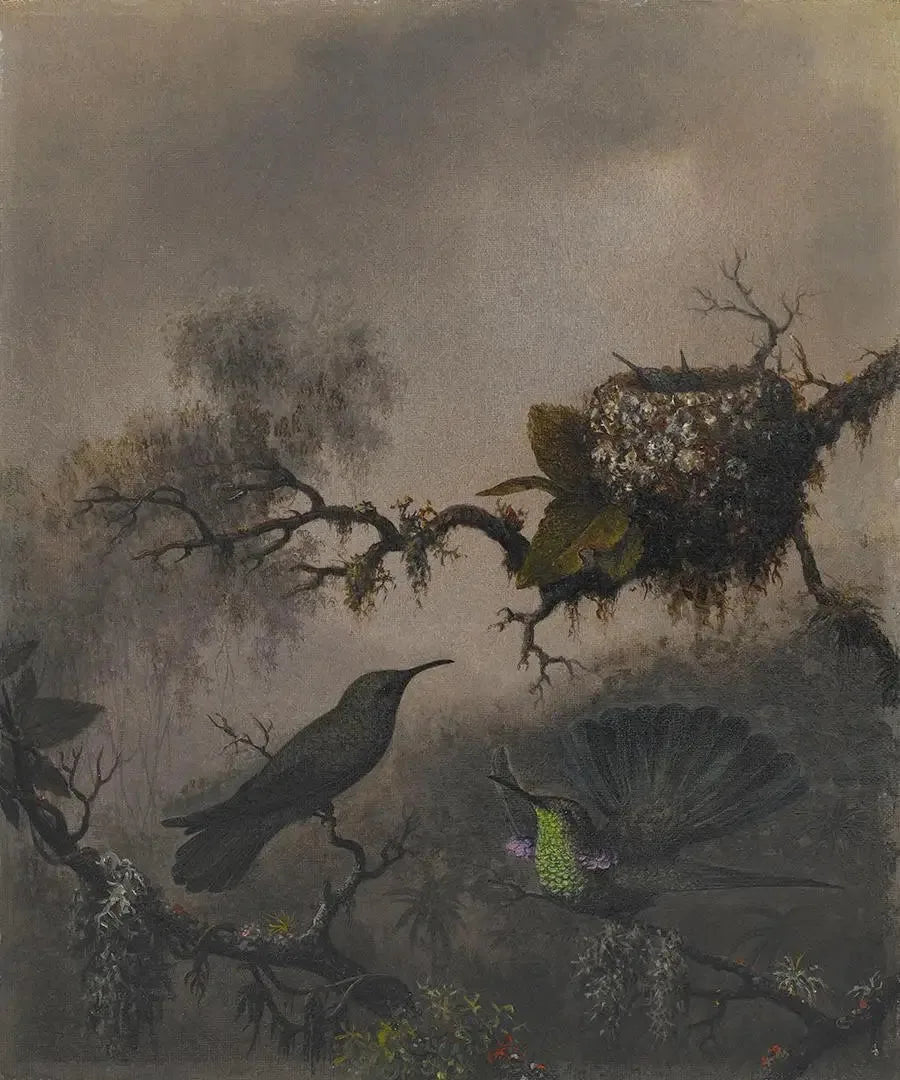 Orecchio viola con ventre bianco - Martin Johnson Heade