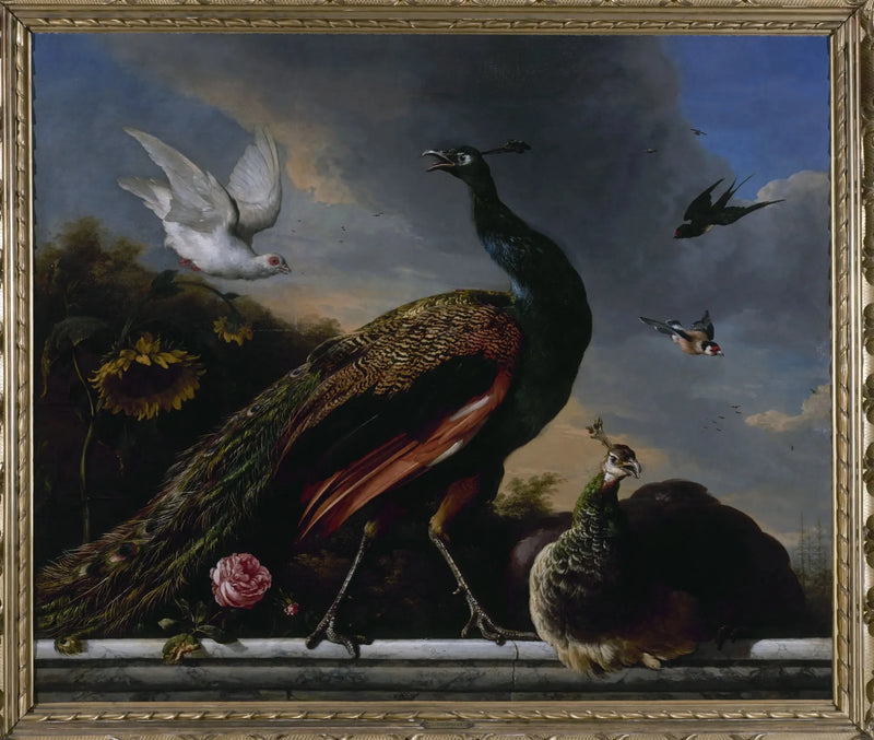 Pavoni, maschio e femmina - Melchior de Hondecoeter