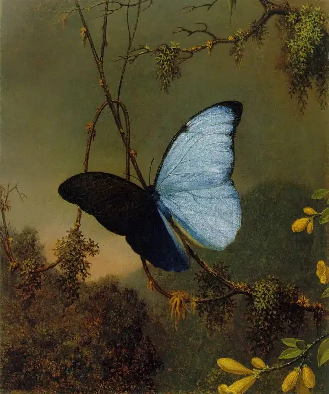 Papillon Morpho blu - Martin Johnson Heade