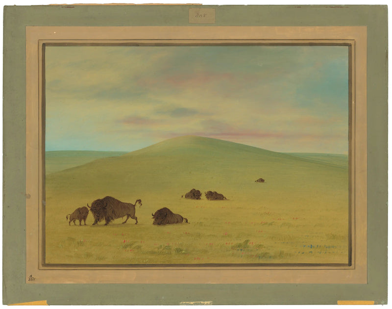 Pascolo americano - Prairies de la Platte - George Catlin