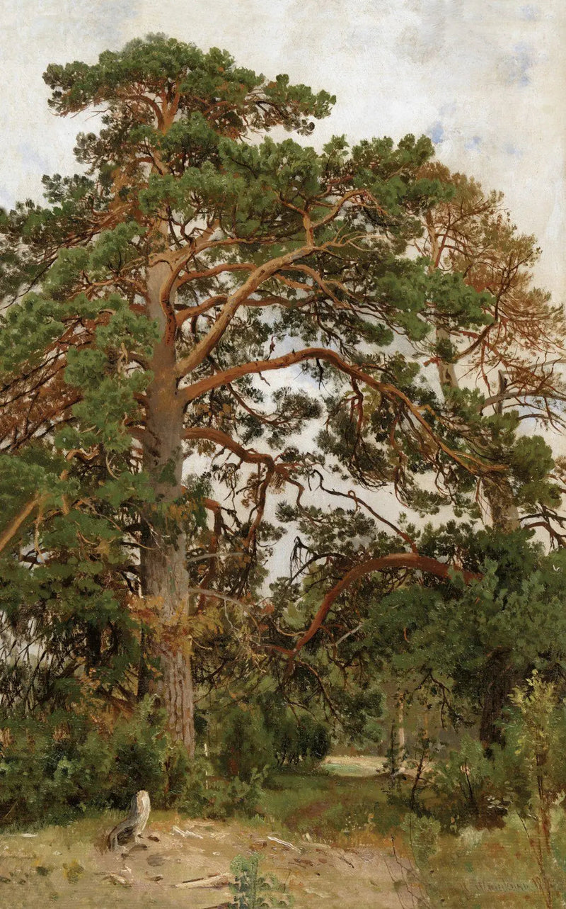 Paesaggio con pini - Ivan Chichkine