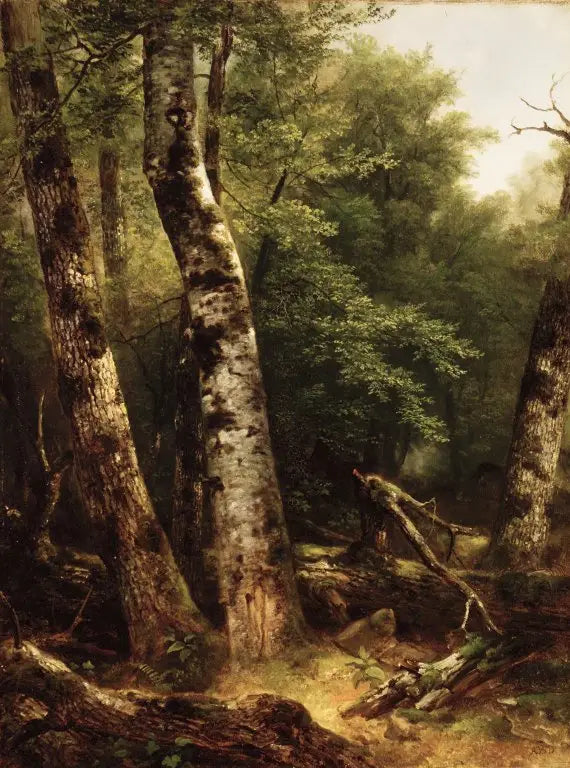 Paesaggio (betulle e querce) - Asher Brown Durand