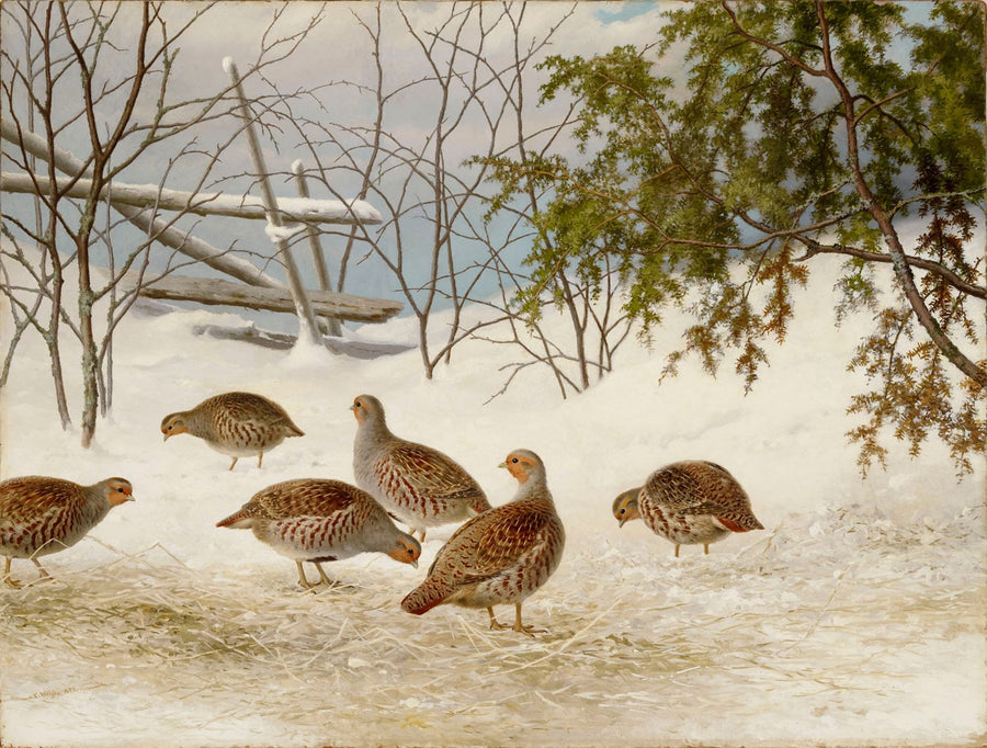 Perdrix dans la neige, Ferdinand von Wright, 1895