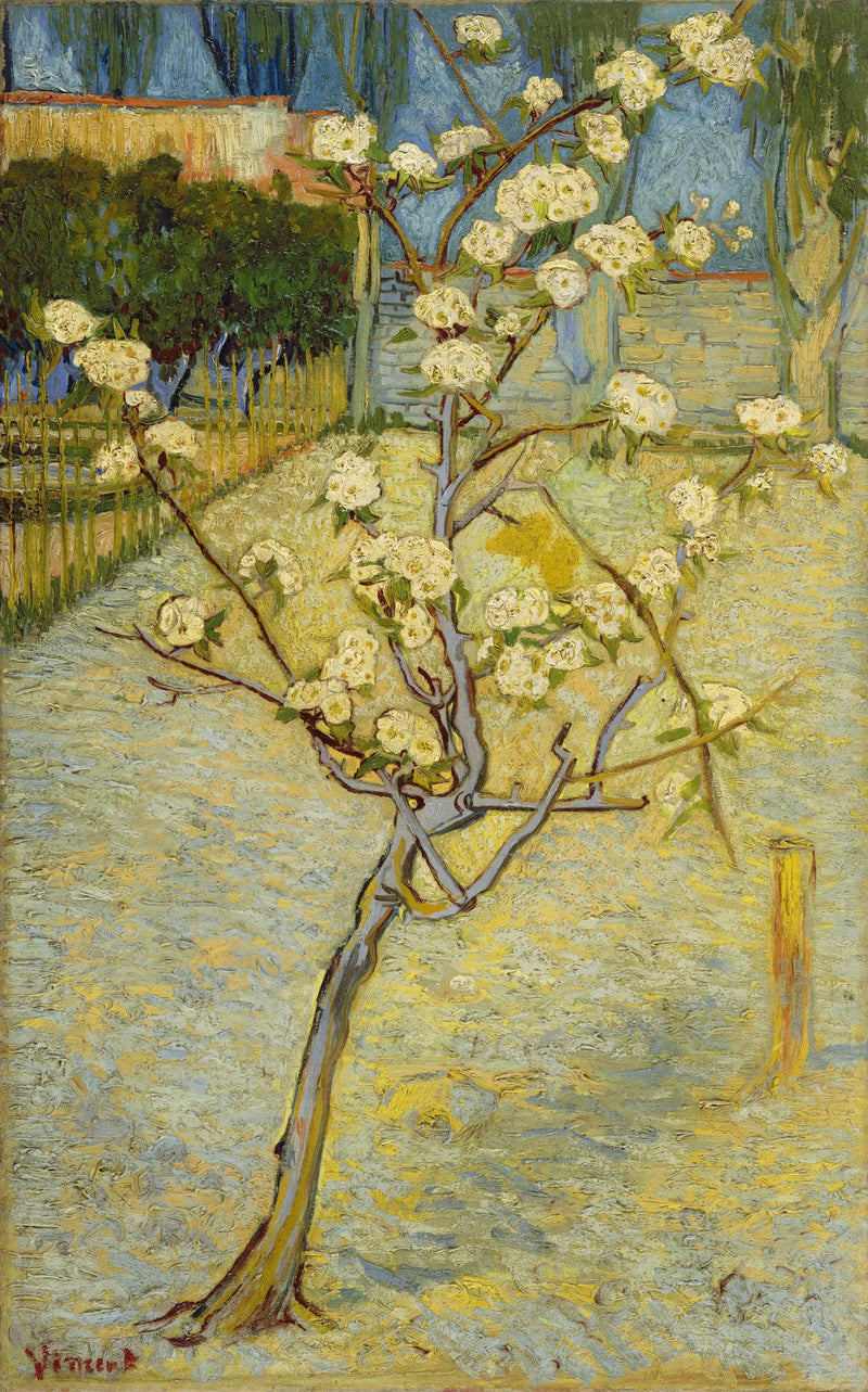 Piccolo pero in fiore - Vincent van Gogh
