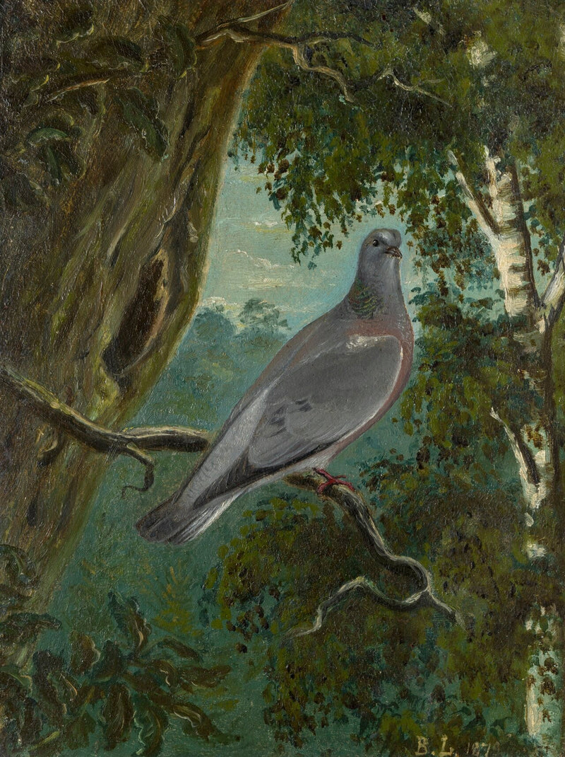 Colombaccio - Bruno Liljefors