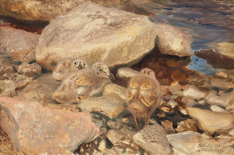 Pulcini di gabbiano d'argento - Bruno Liljefors