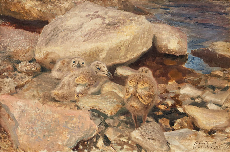 Pulcini di gabbiano d'argento - Bruno Liljefors
