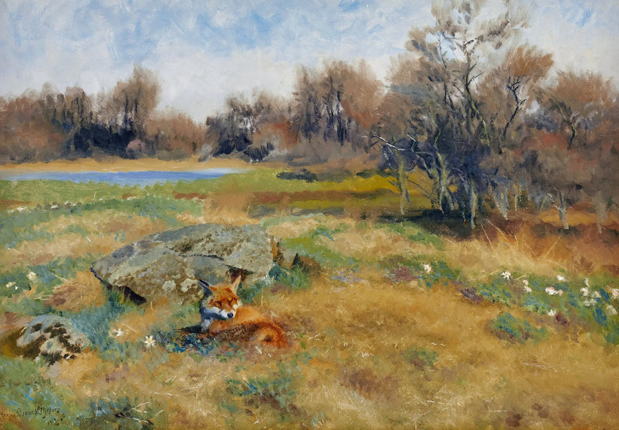 Volpe in un prato fiorito primaverile - Bruno Liljefors