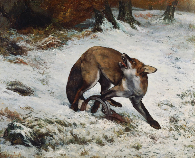 Renard catturato in una trappola - Gustave Courbet