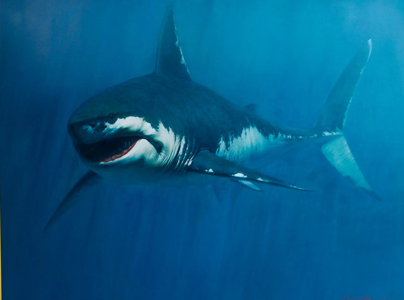 Squalo | Dimensioni: 150x200 cm