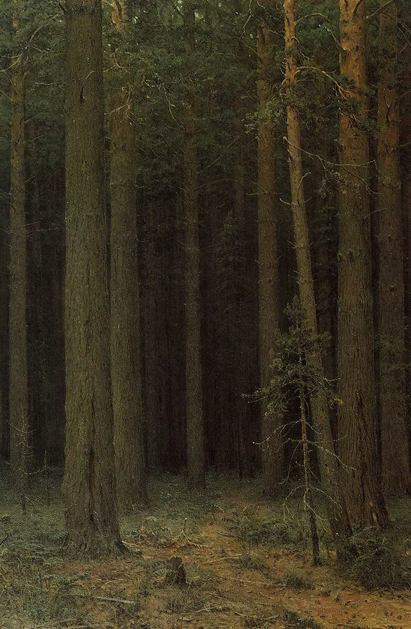 Riserva forestale. Pineta - Ivan Chichkine