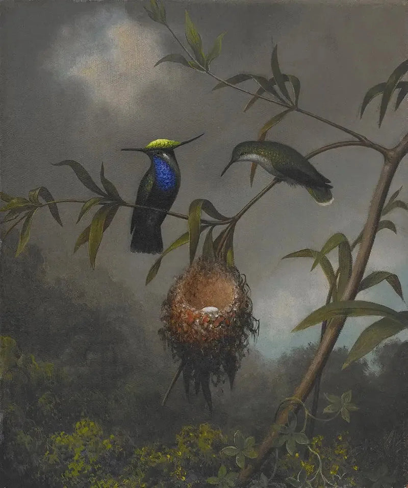 Cincillà dal petto nero - Martin Johnson Heade