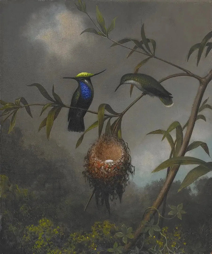 Cincillà dal petto nero - Martin Johnson Heade