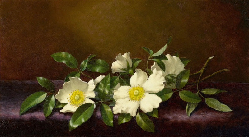 Rose Cherokee su un tessuto viola - Martin Johnson Heade