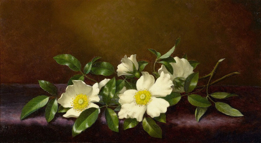 Rose Cherokee su un tessuto viola - Martin Johnson Heade