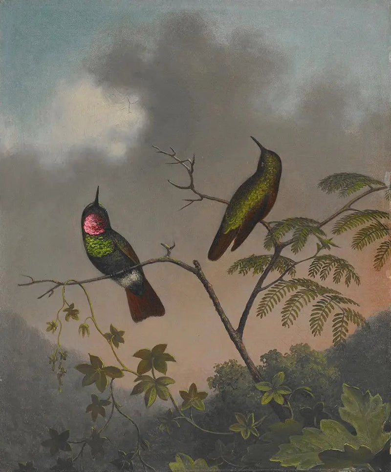 Rubino brasiliano - Martin Johnson Heade