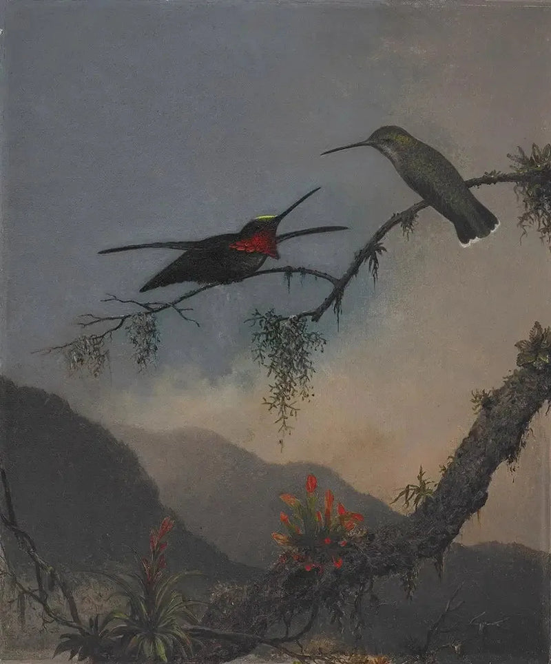 Starthroat a petto a strisce - Martin Johnson Heade