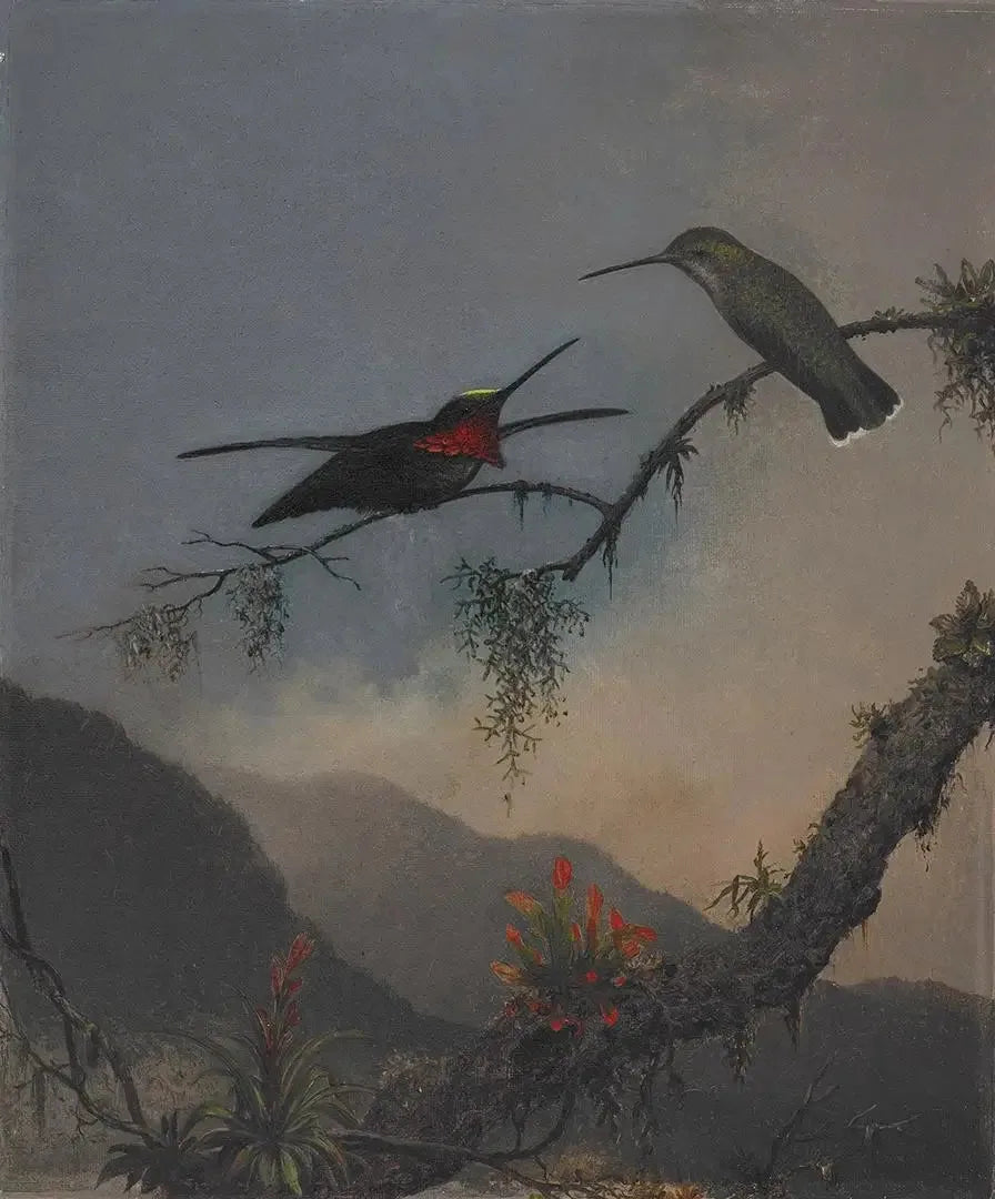 Starthroat a petto a strisce - Martin Johnson Heade