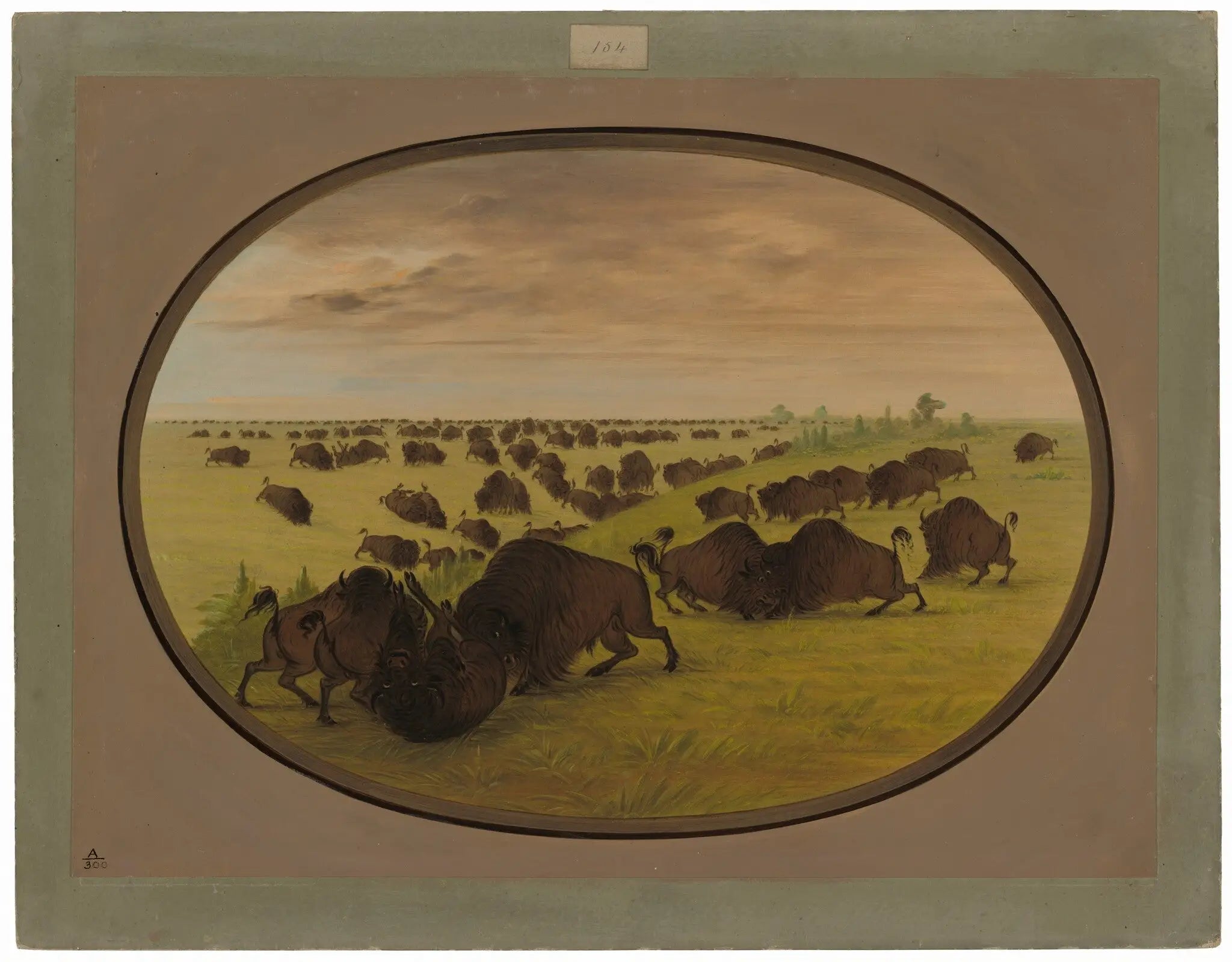 Taureaux - George Catlin - Alpha Reproduction