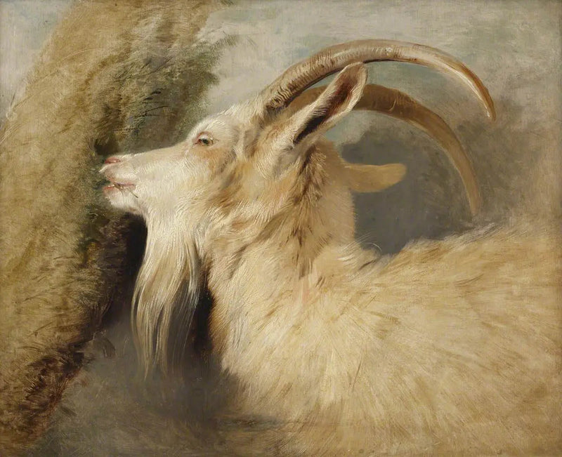 Testa di capra - Edwin Henry Landseer