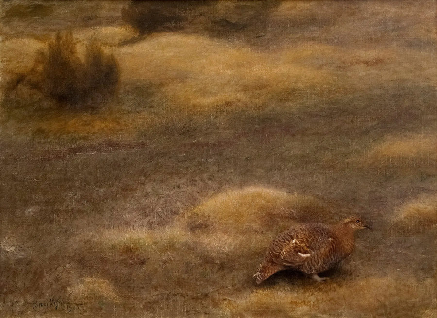 Gallo cedrone femmina - Bruno Liljefors