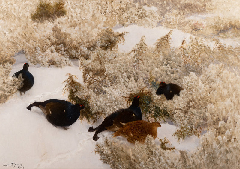 Gallo forcello nella neve - Bruno Liljefors