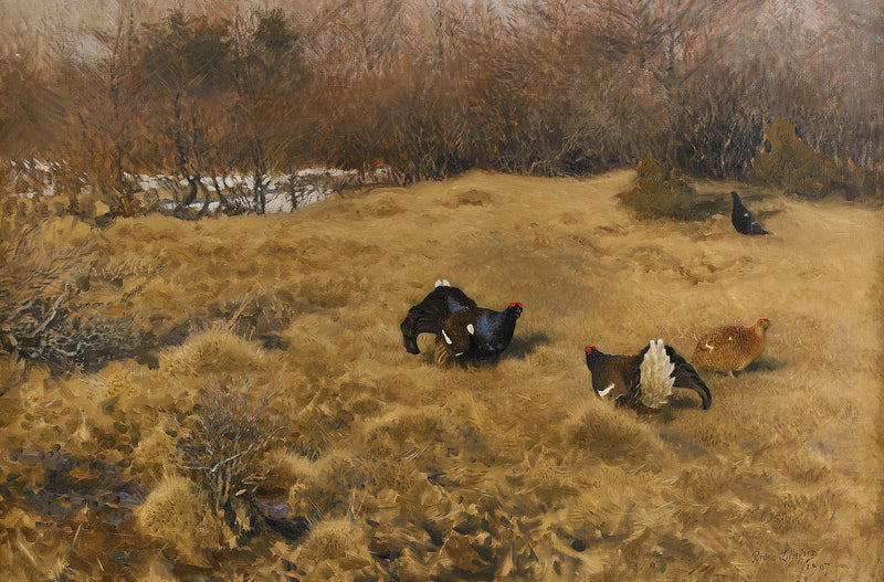 Il fagiano di monte in parata - Bruno Liljefors