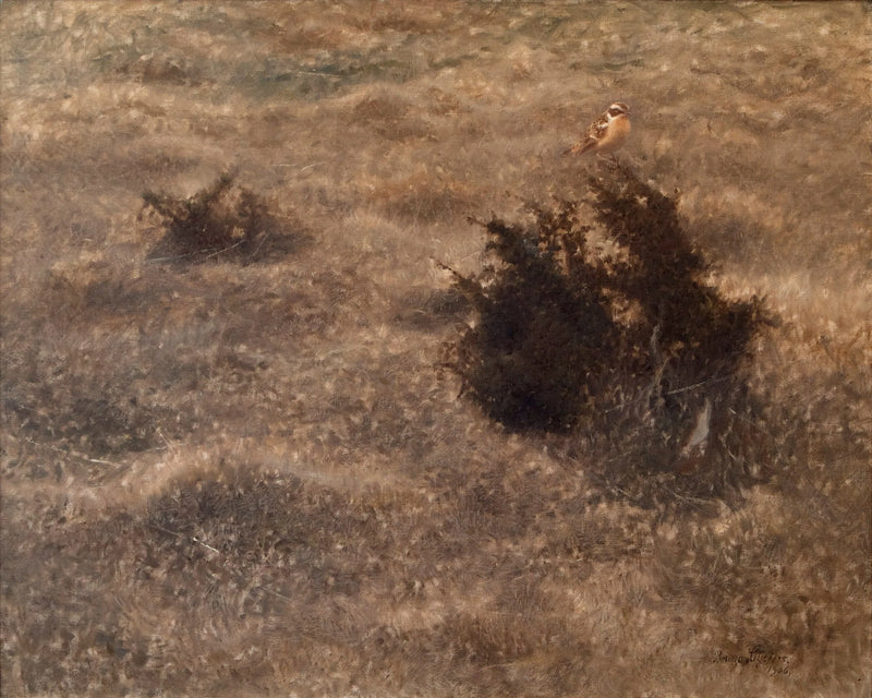 Monachella dei prati - Bruno Liljefors
