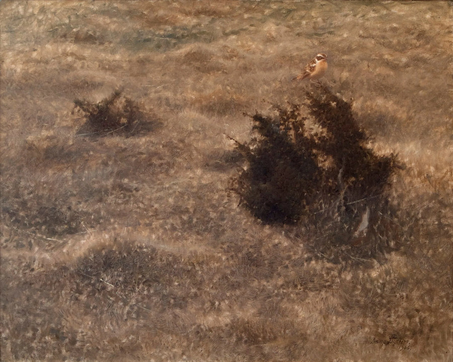 Monachella dei prati - Bruno Liljefors